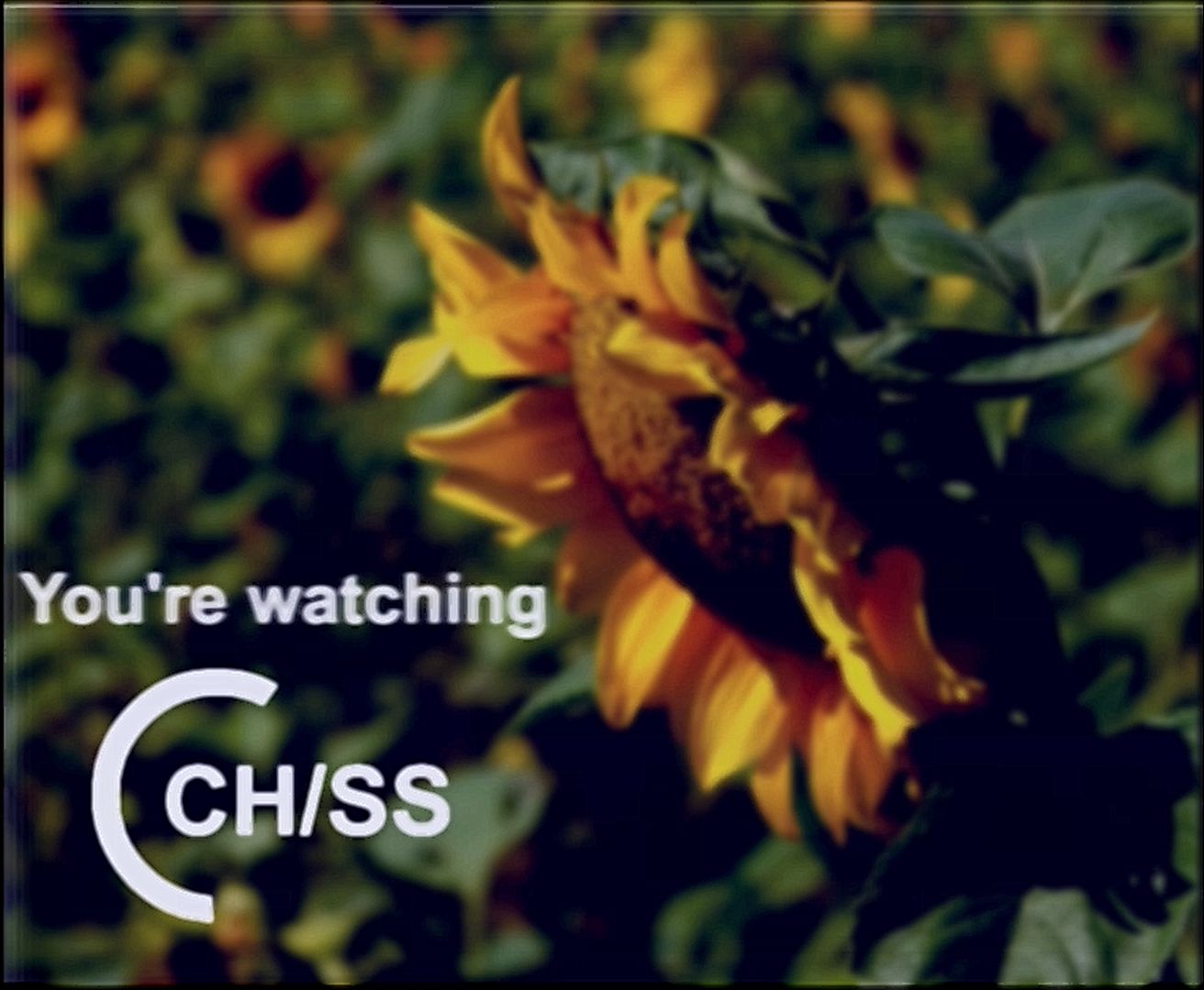 chss photo